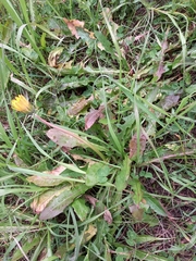 Taraxacum ceratophorum