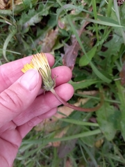 Taraxacum ceratophorum