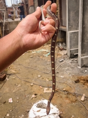 Lycodon anamallensis