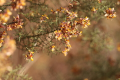 Jacksonia odontoclada