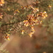 Jacksonia odontoclada - Photo (c) Arthur Chapman, algunos derechos reservados (CC BY-NC-SA), subido por Arthur Chapman