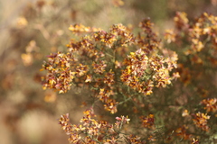 Jacksonia odontoclada