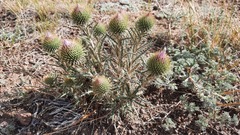 Ancathia igniaria