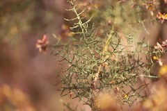 Jacksonia odontoclada