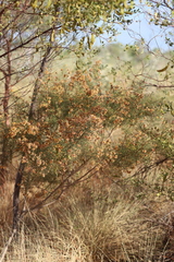 Jacksonia odontoclada