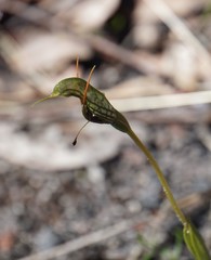 Pterostylis barbata