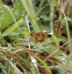 Ampittia dioscorides