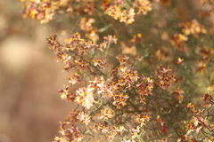 Jacksonia odontoclada