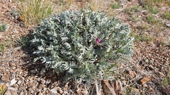Oxytropis tragacanthoides