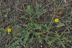 Launaea sarmentosa