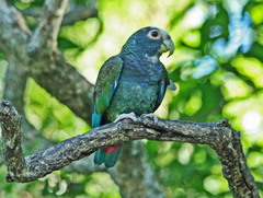 White-Crowned Parrot photo 2