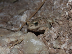 Bufotes luristanicus