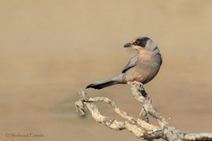 Hypocolius ampelinus