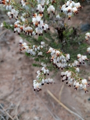 Erica orientalis