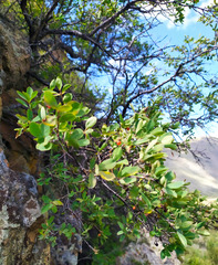 Lonicera microphylla