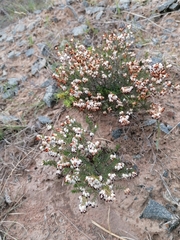 Erica orientalis