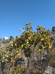 Dombeya rotundifolia