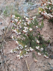Erica orientalis