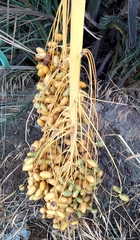 Phoenix dactylifera