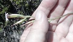 Adromischus caryophyllaceus