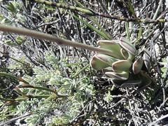 Adromischus caryophyllaceus