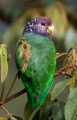Plum-Crowned Parrot photo 3