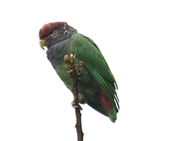 Plum-Crowned Parrot photo 4