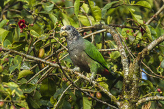 Plum-Crowned Parrot photo 5