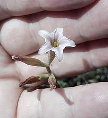 Adromischus caryophyllaceus