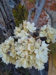 Dombeya rotundifolia