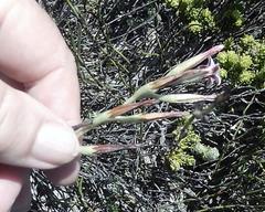 Adromischus caryophyllaceus