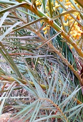 Phoenix dactylifera