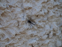 Pantopsalis albipalpis