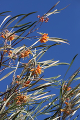 Grevillea refracta refracta