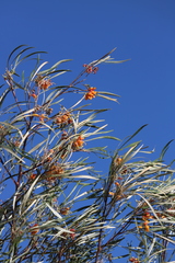 Grevillea refracta refracta
