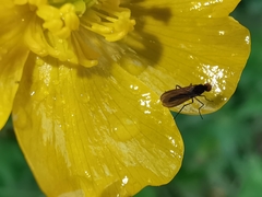 Rhamphomyia nigripennis