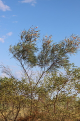Grevillea refracta refracta