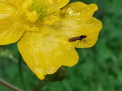 Rhamphomyia nigripennis