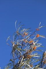 Grevillea refracta refracta