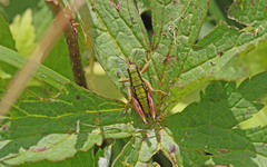 Epipodisma pedemontana