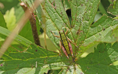 Epipodisma pedemontana