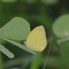 Eurema brigitta