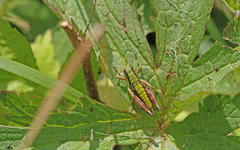 Epipodisma pedemontana