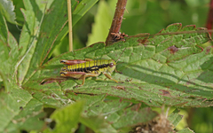 Epipodisma pedemontana