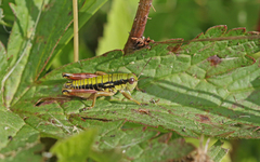 Epipodisma pedemontana