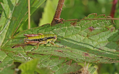 Epipodisma pedemontana