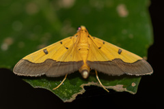 Endocrossis