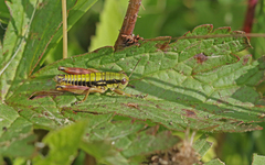 Epipodisma pedemontana