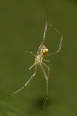 Thwaitesia margaritifera