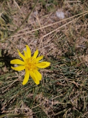 Takhtajaniantha austriaca